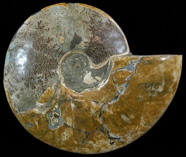 Wide, Polished Ammonite Fossil - Cyber Monday Deal! #52520